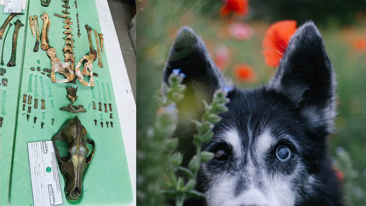 Xolo, chihuahua y… ¿calupoh? Así es la tercera raza de perro mexicana que ‘nació’ en el Templo Mayor
