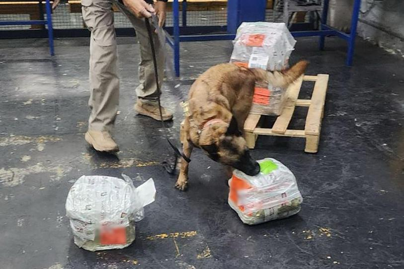 Semar asegura cargamento de hojas de coca en el AICM