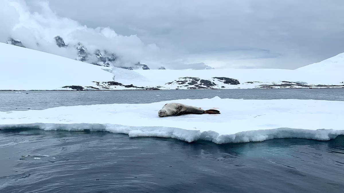 Glaciar se derrite en Suiza… y ‘devuelve’ restos de un avión desaparecido desde 1963