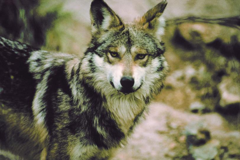 Mantiene nuestro país acciones de protección y conservación del Lobo Mexicano