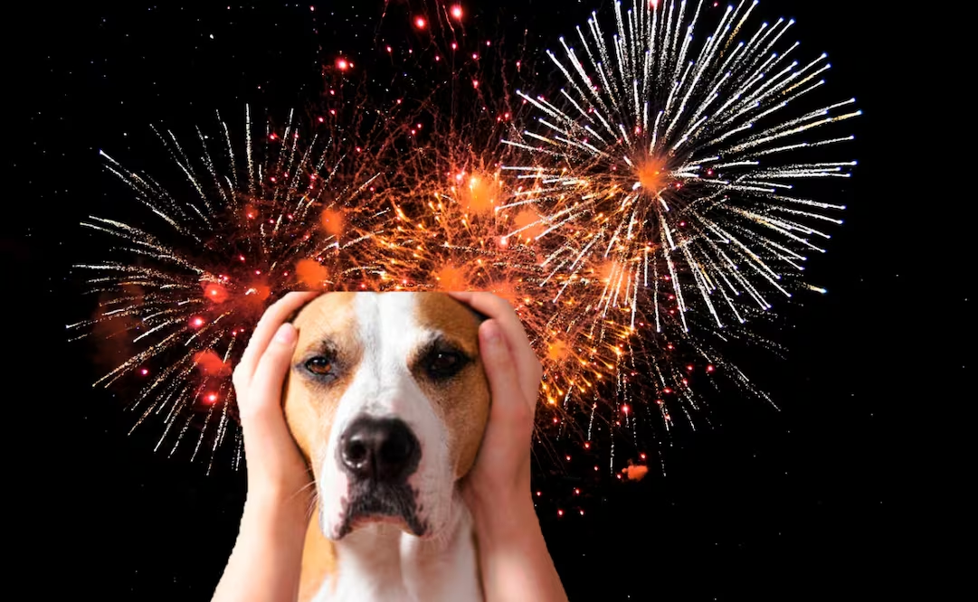 Fiestas Patrias 2026: Cómo proteger a tu perrito de la pirotecnia este 15 de septiembre; sigue estos consejos