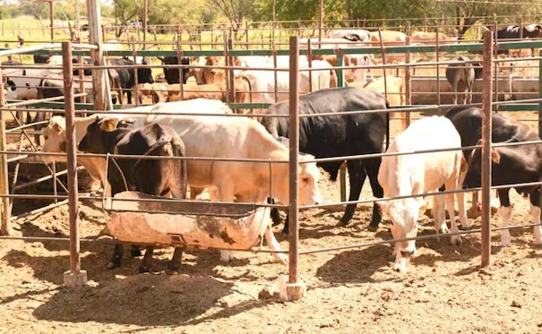 Confirman primeros 6 casos de gusano barrenador en ganado en Choix; emiten alerta sanitaria en el norte de Sinaloa