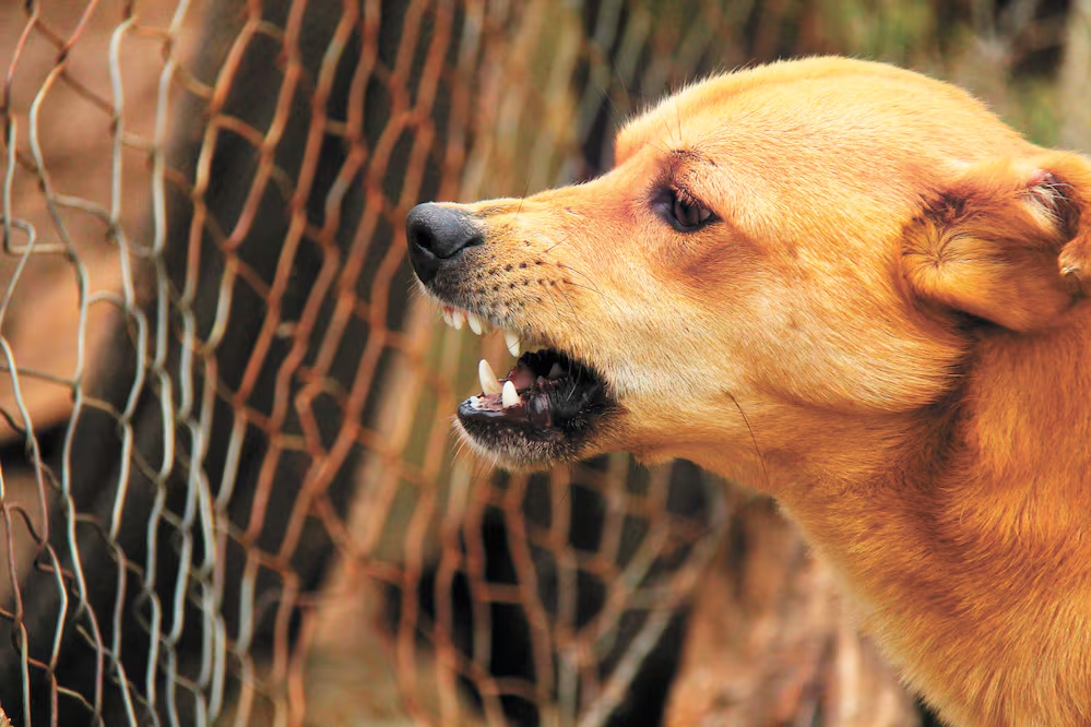Chile es el primer país de Sudamérica en erradicar la rabia transmitida por perros; OMS reconoce cinco décadas de prevención