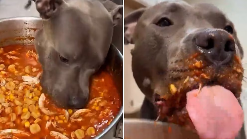 Perrito se vuelve viral tras “comerse” la olla del pozole de su familia durante las fiestas patrias