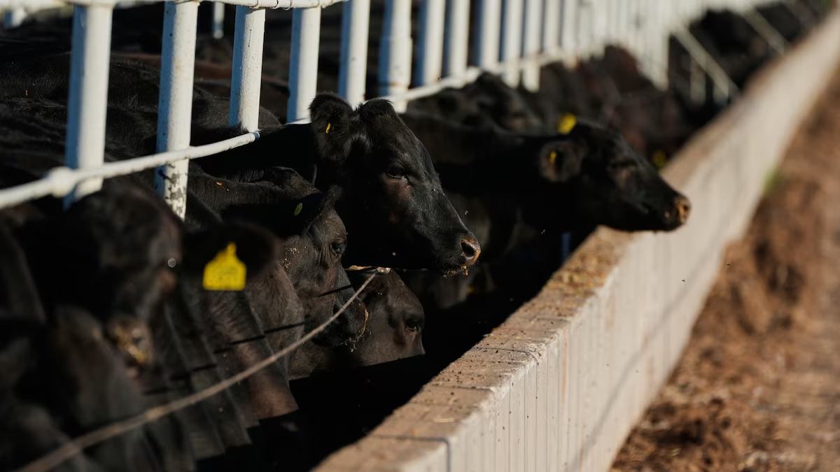Gusano barrenador reaparece en EU a días de reapertura al ganado mexicano
