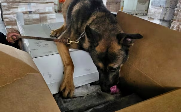 Perrito «Rini» detecta 1.3 toneladas de m*tanfetamina en aduana de Tijuana; identifica 10 kilos de f*ntanilo