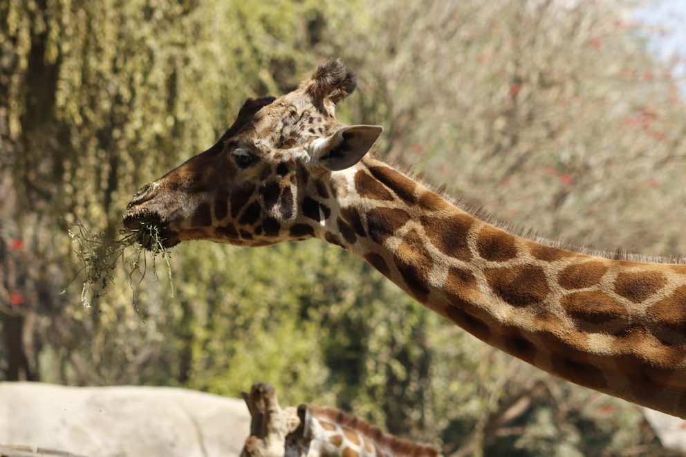 Muri0 una de las jirafas más longevas del mundo, se encontraba en el Zoológico de Chapultepec