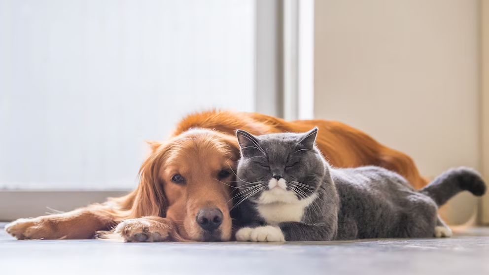 Sacrifican a más de 14 mil perros y gatos en Zapopan en cuatro años: forman jaurías, dice Protección Animal