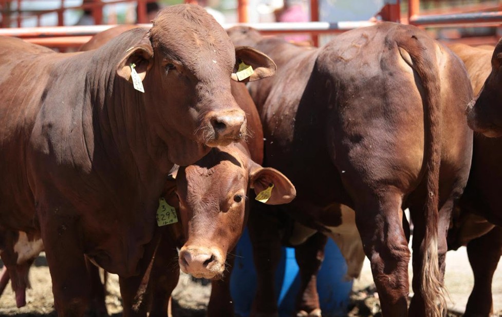 Ubica INEGI a Coahuila en primer lugar ganadero