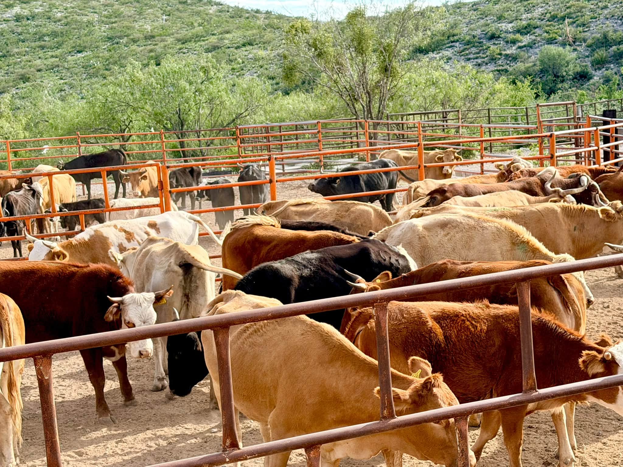 Refuerzan prevención ganadera en Castaños