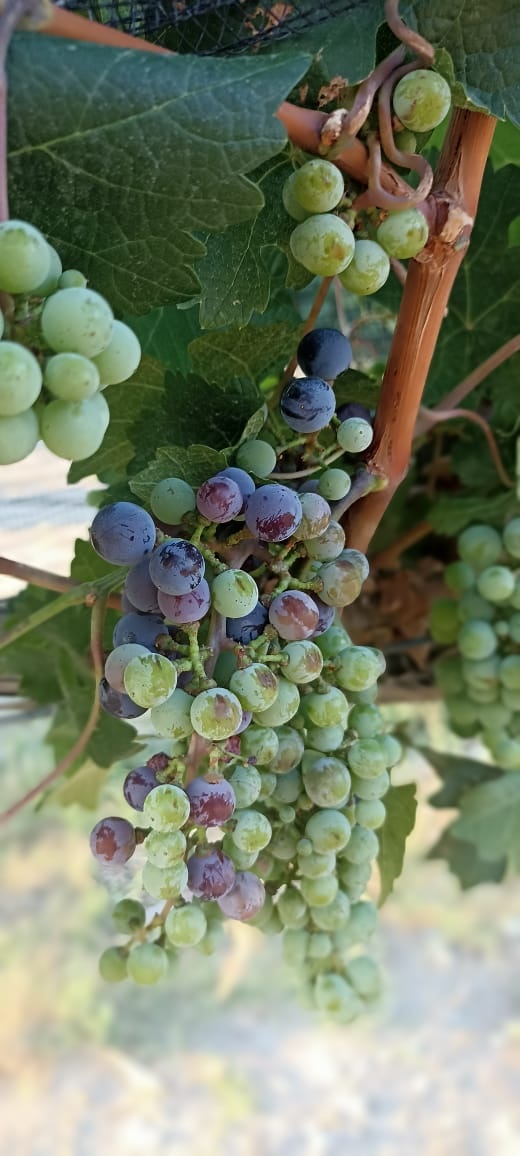 Impulsa Congreso producción de vino