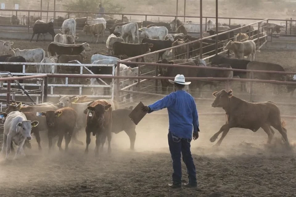 Frena Sonora exportación ganadera a Estados Unidos
