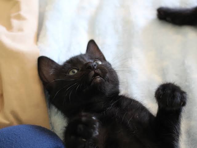 Vigilarán adopción de mascotas por Halloween y Día de Muertos