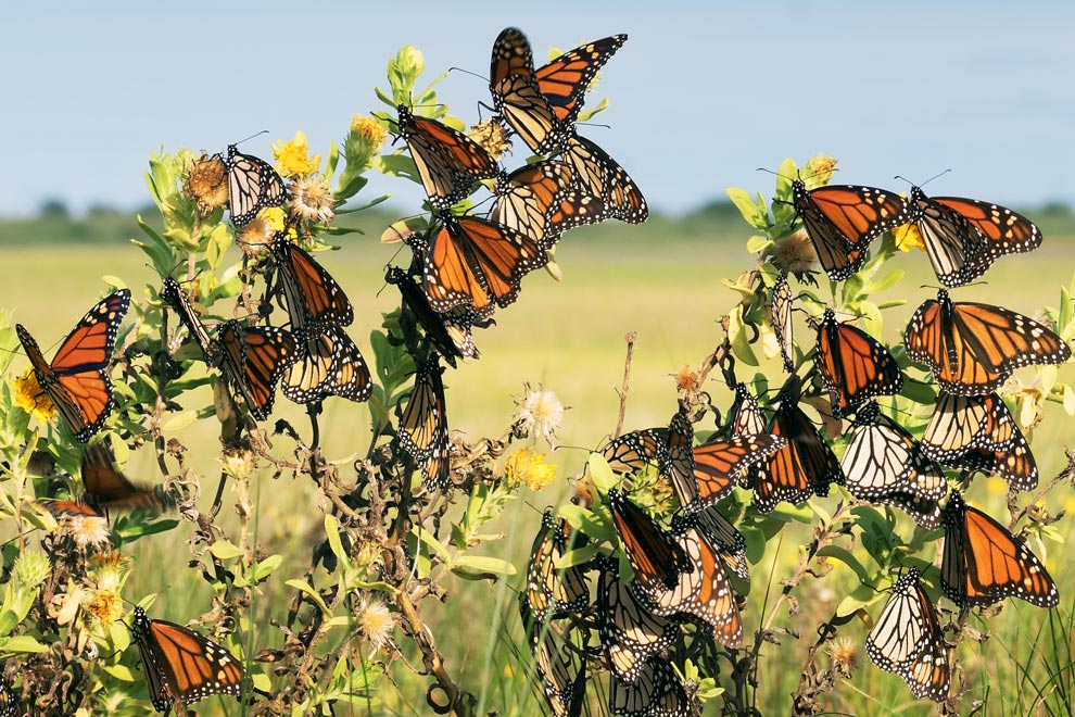 Cruzará mariposa monarca la RC