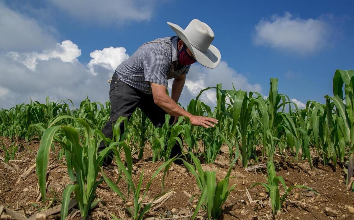 Dan lluvias respiro al campo tras sequía
