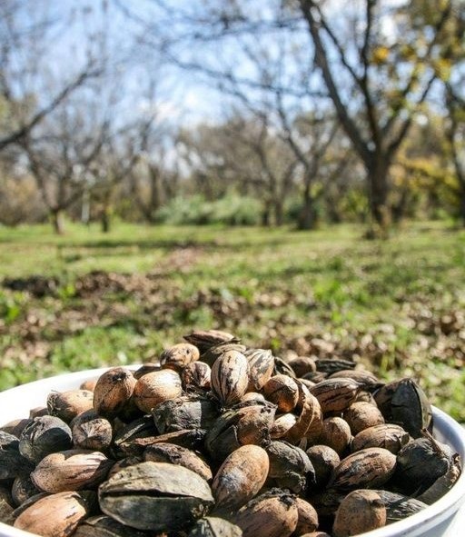 La nuez; tradición que mantiene viva la actividad en Parras