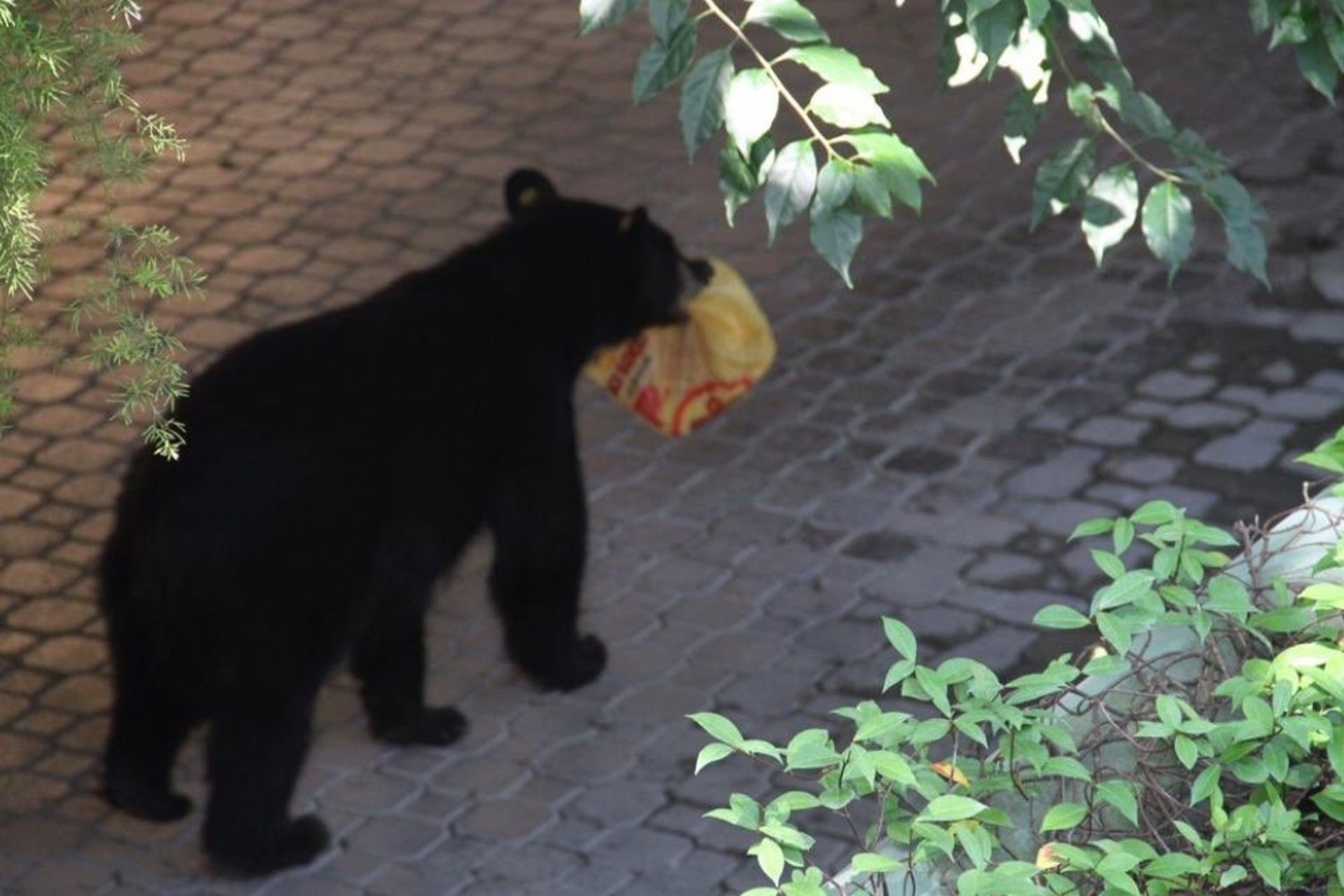 Buscan capturar a un oso en cañón Lamadrid