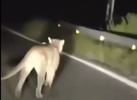Captan a puma merodeando la presa en Ramos Arizpe