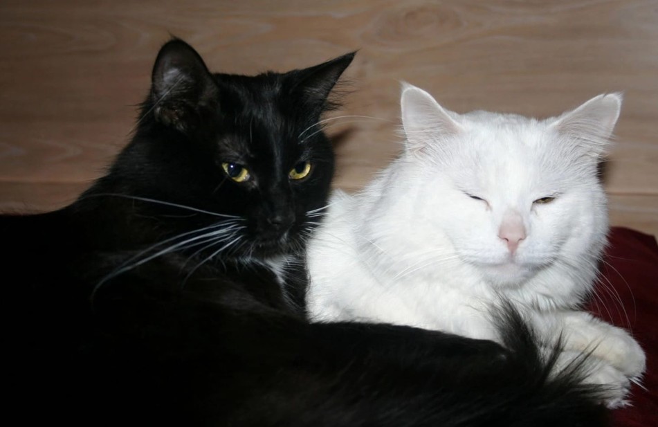 Piden proteger a gatos durante Halloween y Día de Muertos