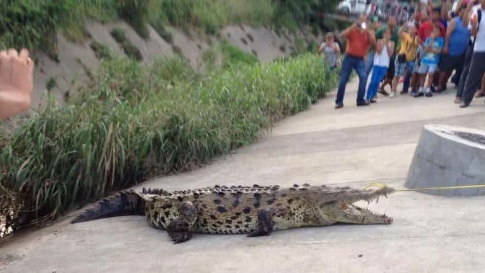 Capturan a cocodrilo en estacionamiento de un centro comercial en Michoacán