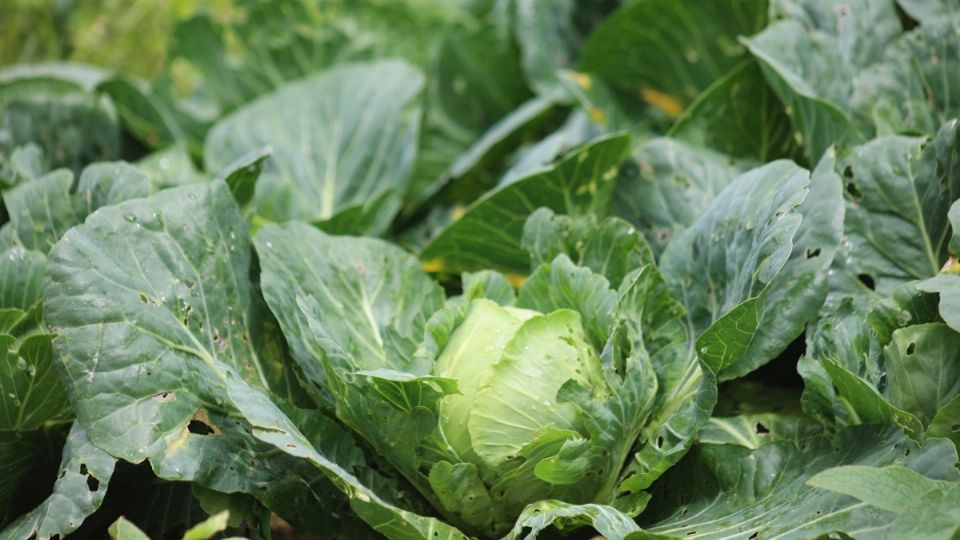 Cofepris descarta que lechugas mexicanas causaran brotes de salmonela y cyclospora tras investigación de EU