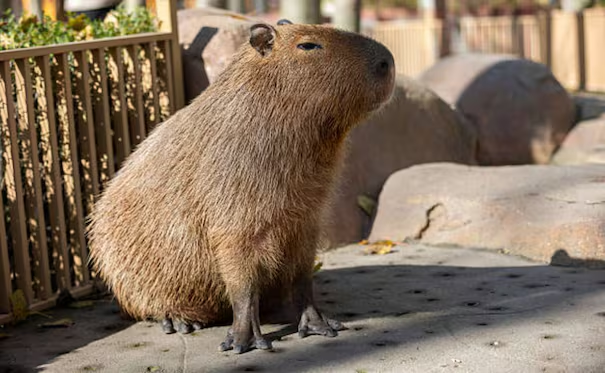 Denuncian a un hombre por dispar*r a capibaras en barrio exclusivo de Buenos Aires; los ejemplares fueron heridos, dicen testigos