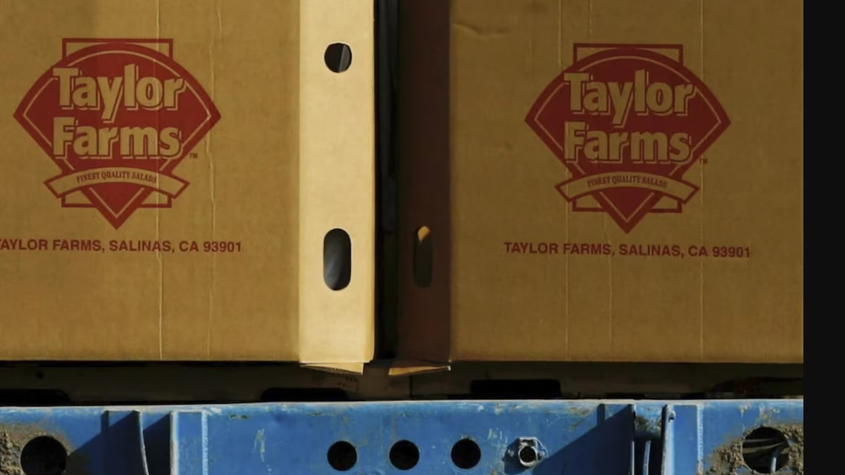 ‘Quitan visa’ a la lechuga mexicana: Taylor Farms suspenderá exportación a EU tras brote de ciclospora