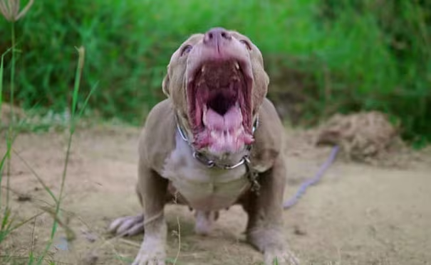 Fallece niño de 4 años tras ataque de perro pitbull en Argentina; inician investigación por homicidio culposo
