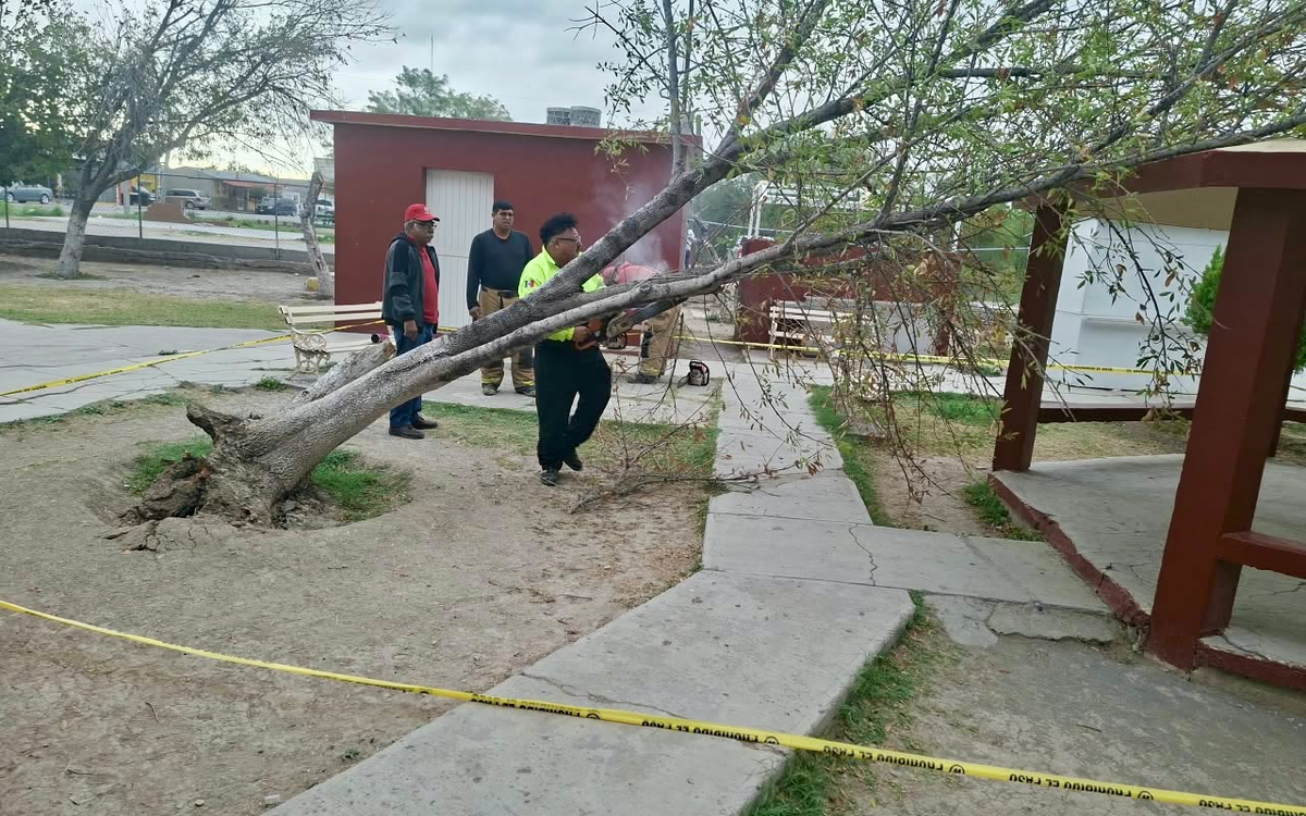 ATIENDE PROTECCIÓN CIVIL Y ECOLOGÍA AFECTACIONES CAUSADAS POR FUERTES VIENTOS EN SABINAS