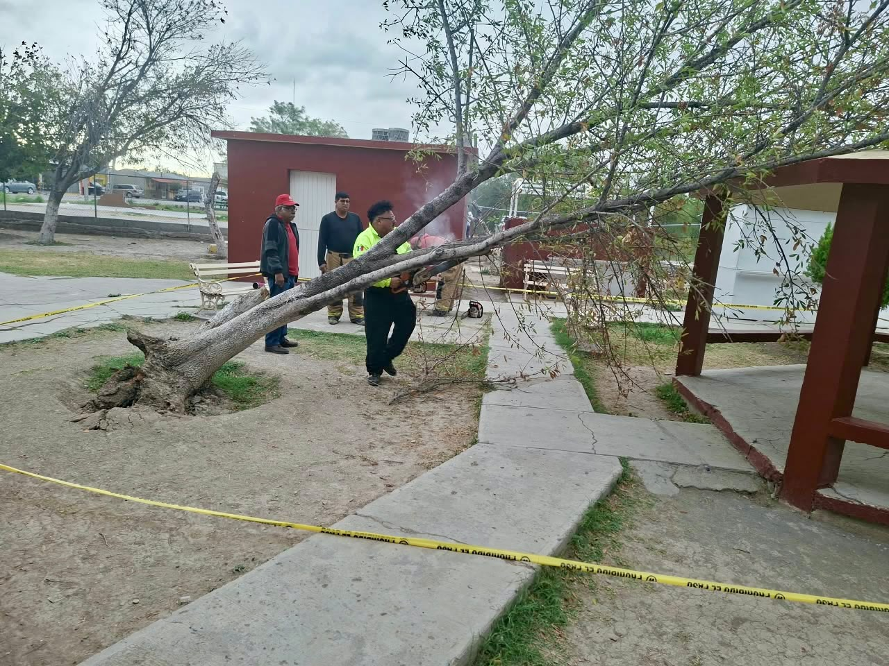 ATIENDE PROTECCIÓN CIVIL Y ECOLOGÍA AFECTACIONES CAUSADAS POR FUERTES VIENTOS EN SABINAS