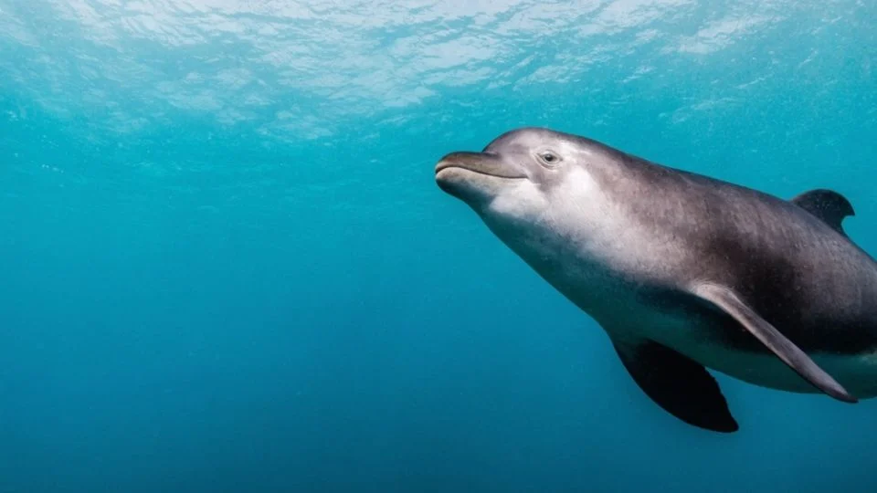 Situación de la vaquita marina en México será analizada por la Convención sobre el Comercio Internacional de Especies Amenazadas