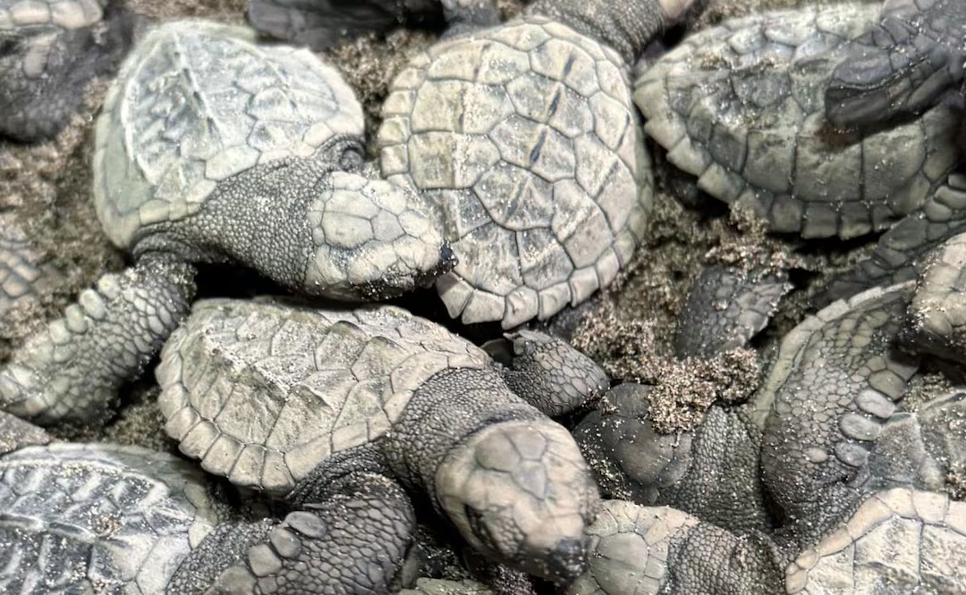 Nacen 98 tortugas de huevos rescatados de la extracción ilegal en Nayarit; son liberadas en el mar