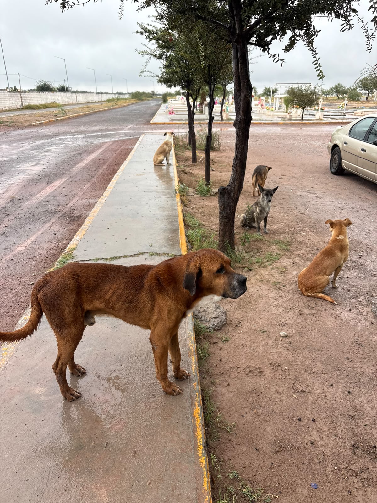 Utilizan perros para brujería en panteón